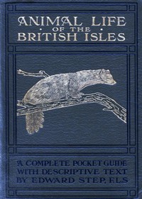 Animal life of the British Isles : $b a pocket guide to the mammals, reptiles and batrachians of wayside and woodland — Edward Step cover