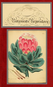 The botanist's repository for new and rare plants; vol. 01 & 02 [of 10] cover